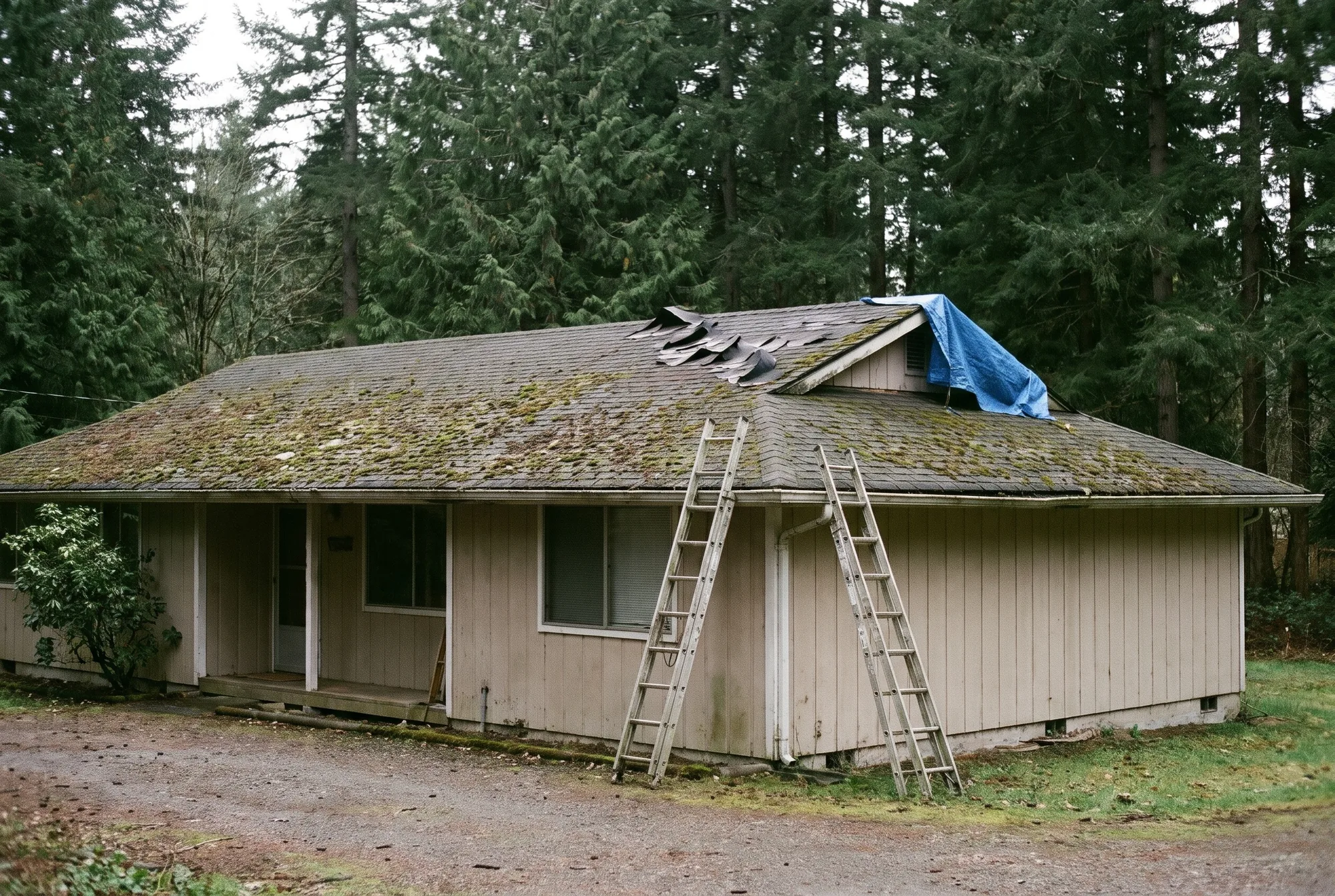 Illustration: an older rambler with a moss-covered roof, a blue tarp over part of it and ladders against the gutter